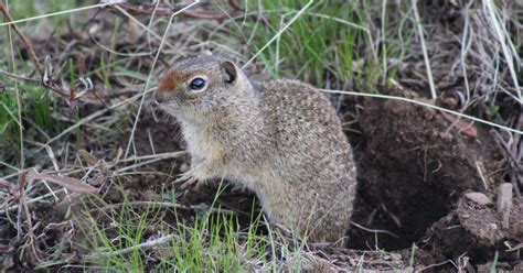 Idaho Ground Squirrel (Urocitellus brunneus) | U.S. Fish & Wildlife Service