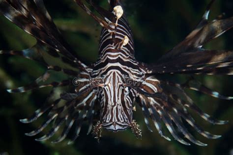 Lionfish Splaying Its Venomous Spines Stock Image - Image of habitat ...