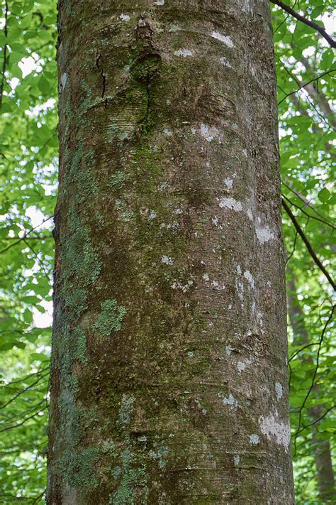 Beech Bark Photograph by Brian Shepard