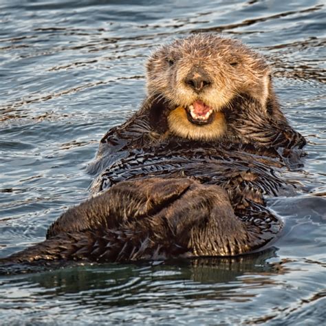 Sea Otter | FaunaFocus