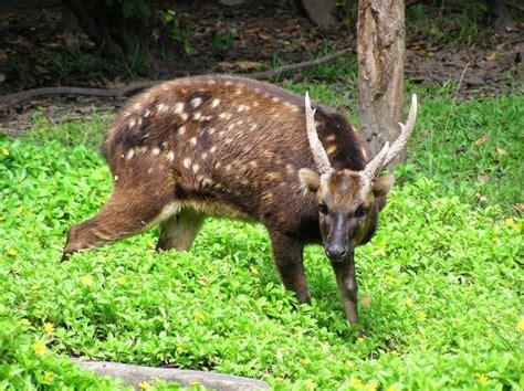 Philippine deer - Alchetron, The Free Social Encyclopedia