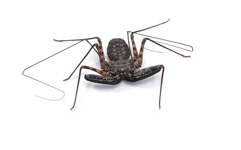 Tailless Whip Scorpion Facts - The Spider Blog