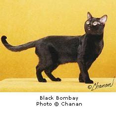 Bombay Cat Breeders: Fanciers Breeder Referral List Cat Breeders, Bombay Cat, Raining Cats And ...