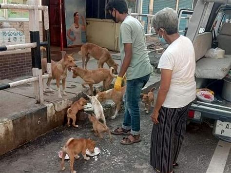 Help us by Donating for Rescue and Treatment of Street Animals | Milaap