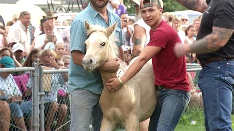 92nd annual Chincoteague Pony Auction draws large crowd - 47abc