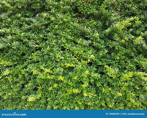 Shrubbery Royalty-Free Stock Photo | CartoonDealer.com #74083695