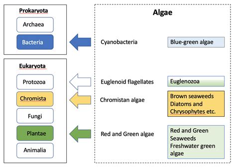 Seaweed.ie :: Information on marine algae