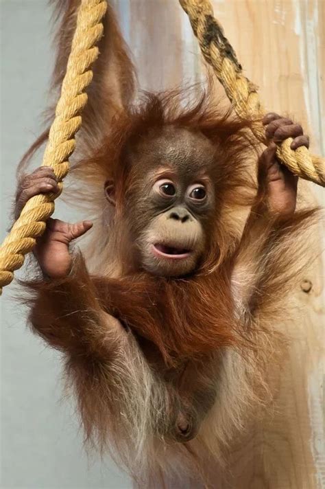 the baby Orangutan﻿ | Baby orangutan, Cute animals, Animals beautiful