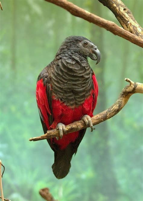 The Dracula parrot is intimidating - Australian Geographic