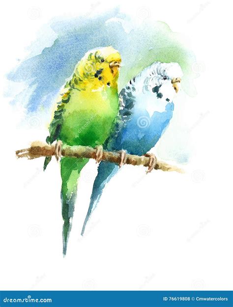 Two Budgerigar Parakeets Watercolor Exotic Bird Love Illustration Hand Drawn Stock Illustration ...