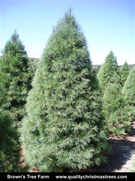 Wholesale Christmas Trees