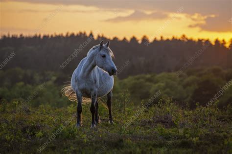 New Forest pony - Stock Image - C057/9915 - Science Photo Library