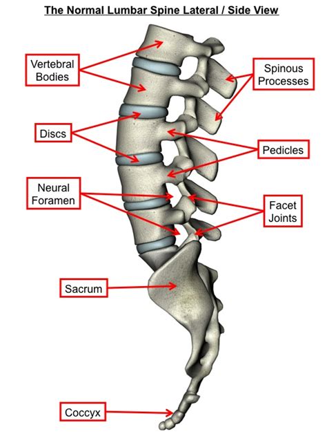 Spine Dragon - Spine Basics: Anatomy