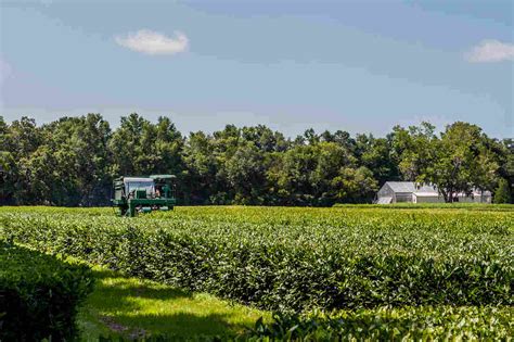 Yes, America Has A Working Tea Plantation. We Visited It : The Salt : NPR