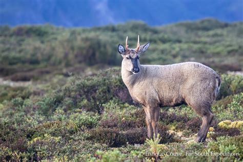 Huemul or South Andean Deer - Far South Expeditions