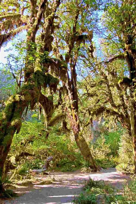 5 Best Hoh Rainforest Hikes