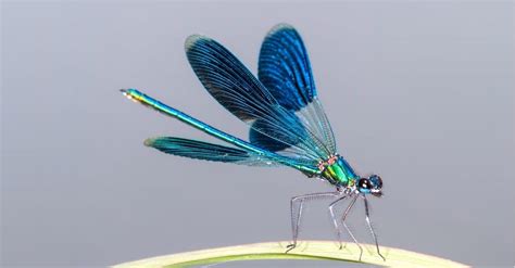 Dragonfly Teeth: Everything You Need To Know