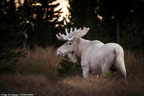 White moose with a rare genetic condition is spotted in Sweden - ReadSector