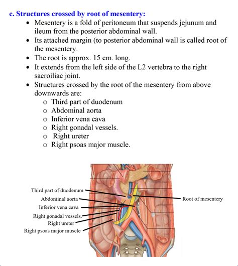 Jejunum and Ileum - Anatomy QA