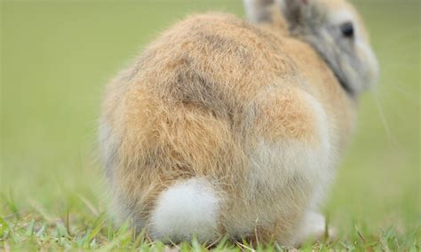 How a rabbit's tail can save its life: Bright white tufts have evolved ...