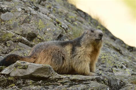 Animals and Wildlife Found in the French Alps