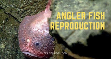 Angler Fish Reproduction - How do Angler Fishes Breed? - SeaFish