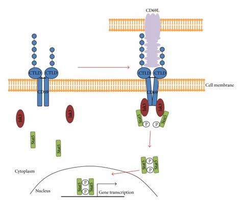 The proposed signalling pathway of CD69. After binding a putative... | Download Scientific Diagram