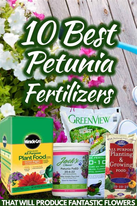 10 Best Petunia Fertilizers That Will Produce Fantastic Flowers