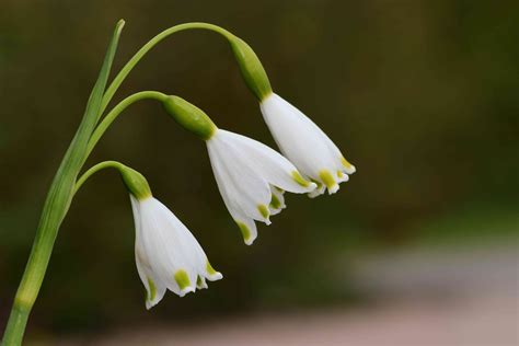 Snowdrops (Galanthus nivalis)