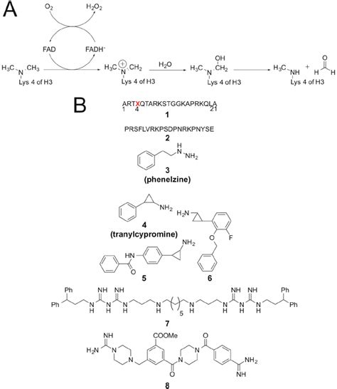 (A) LSD1 demethylation mechanism. (B) LSD1 inhibitor structures... | Download Scientific Diagram