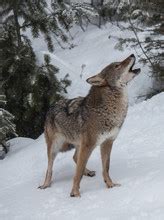 Coyote Howl Free Stock Photo - Public Domain Pictures