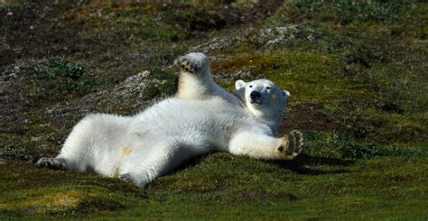 When nature awakens in the Torngat mountain Quebec-Labrador