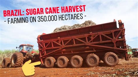 XXL Sugar Cane Harvest in Brazil — Farming in South America - YouTube