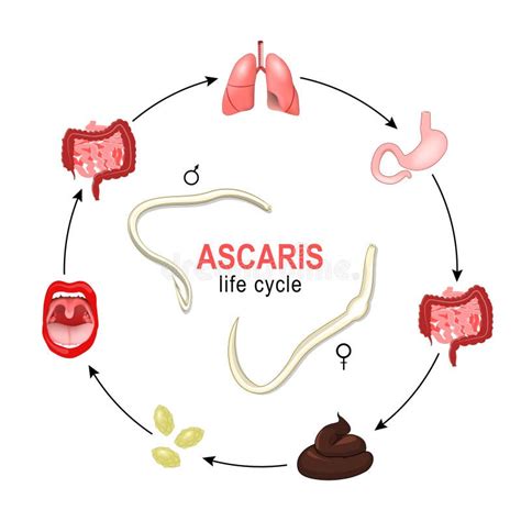 Ascaris Life Cycle In Humans