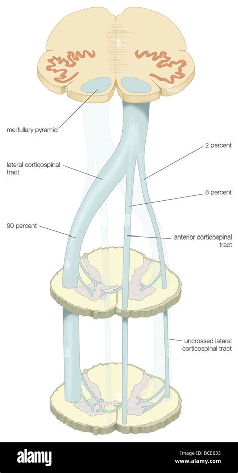 The decussation of the medullary pyramids and the formation of the corticospinal tract in the ...