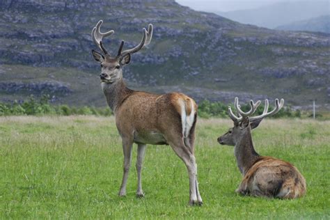 Herd of endangered Hangul sighted in Kashmir's Dachigam national park ...