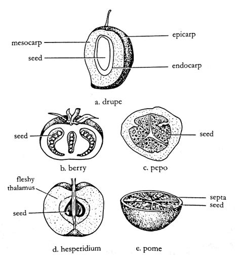 Pepo Fruit Diagram