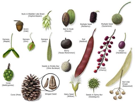 biotechguide: identification of fruits and seeds-pharma-D-lab manual