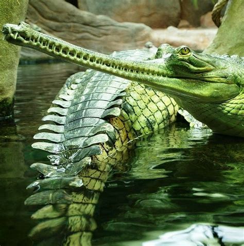 Reptile - cool image | Unusual animals, Reptiles, Cute reptiles