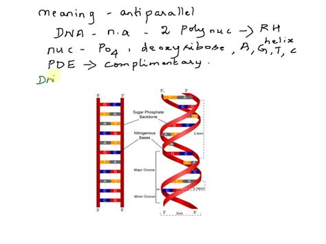 SOLVED: DNA definition? and how many types? draw the structure of DNA.