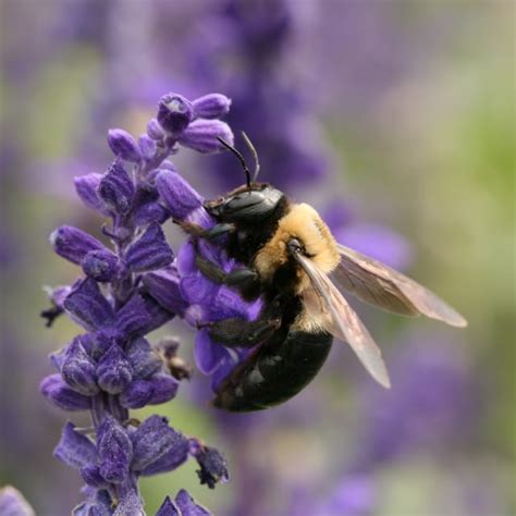 Discover Carpenter Bee: Lifecycle, Diet, Facts, and More | BugBrief