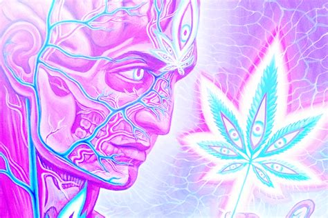 Is Marijuana a Psychedelic? | Psychedelic Spotlight