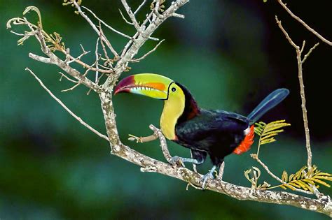 Keel-billed Toucan (Ramphastos sulfuratus) In Tree at Pico Bonito ...