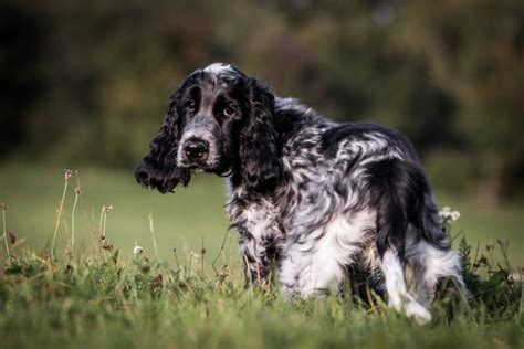 7 Reputable Cocker Spaniel Breeders In The UK