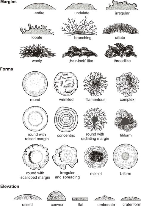 Bacterial Colony Morphology Chart