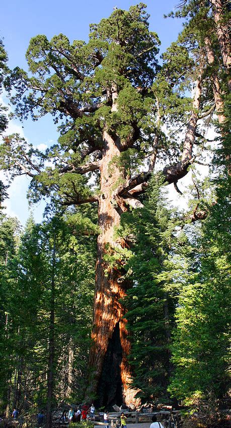 Sequoiadendron giganteum | Wiki | Everipedia