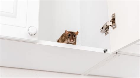 DIY Pest Control - Ban Rodents from Home