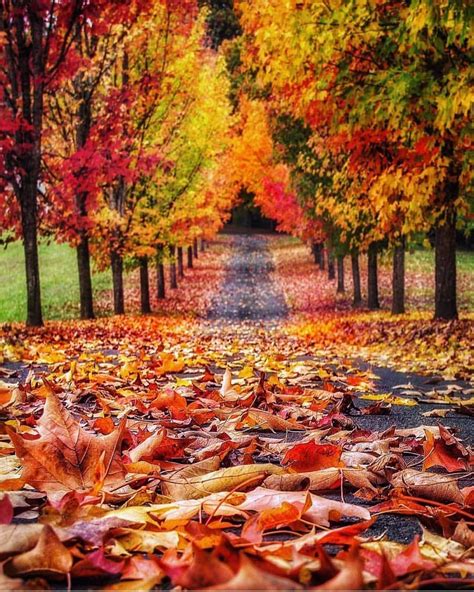 Autumn Tunnel Trees | Oregon (United States) | ©Joseph | Autumn scenery ...