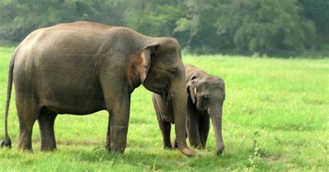 16 Fakta Menarik Tentang Gajah yang Perlu Anak Ketahui