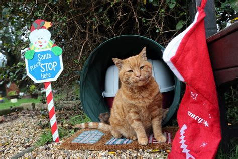 Tributes pour in for a much-loved cemetery cat who consoled mourners for over 20 years | real fix